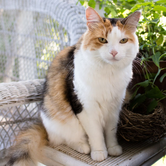 Calico Cat | Sidewalk Shoes