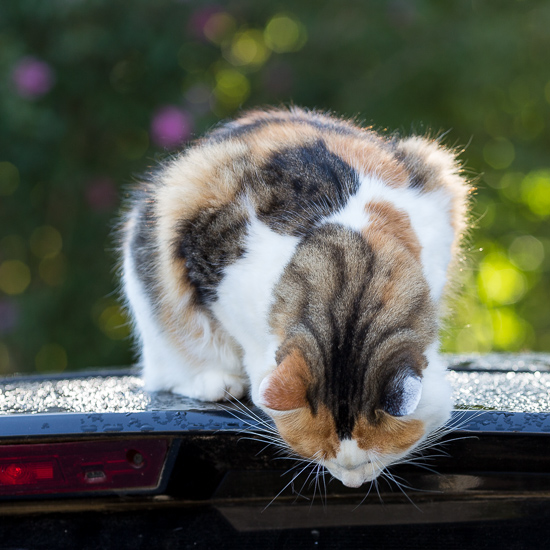 Cat on car | Sidewalk Shoes