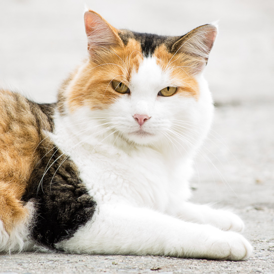 Calico Cat | Sidewalk Shoes