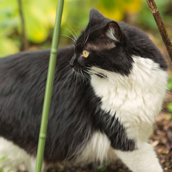 Black and white cat in the garden