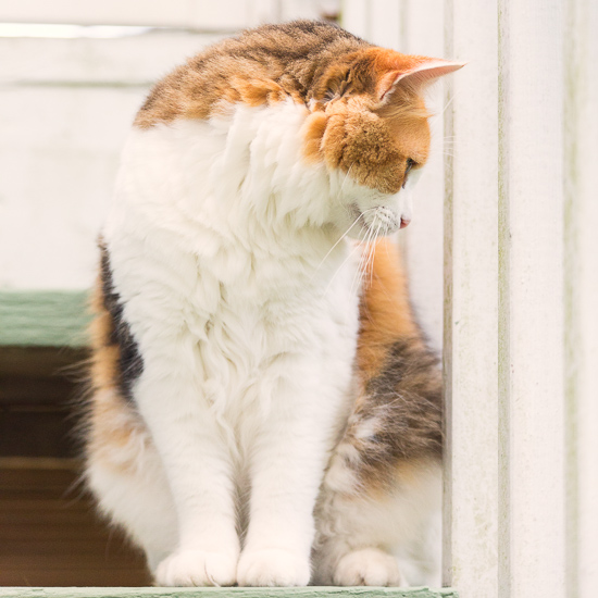 Calico cat sitting on the stairs.