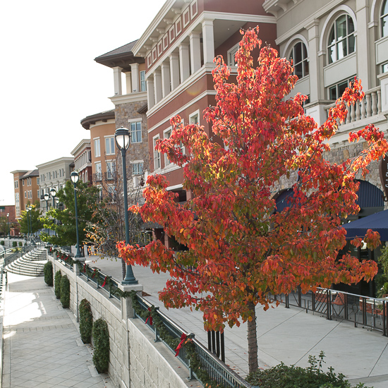 California Fall Colors