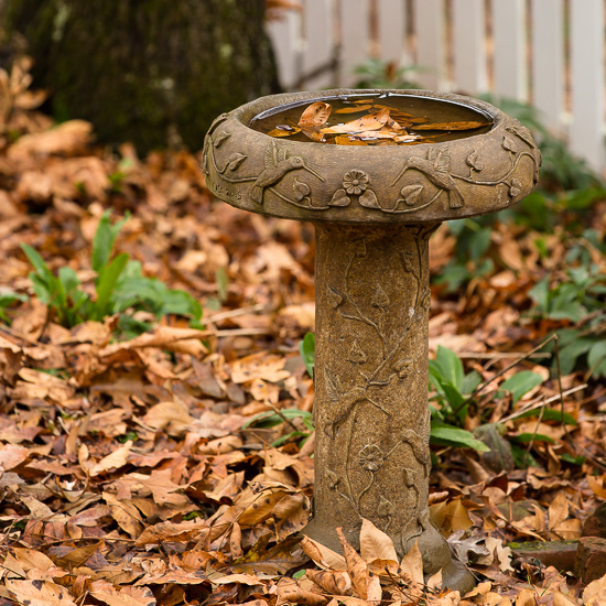 Fall leaves in birdbath