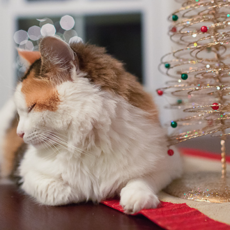 Calico cat with Christmas