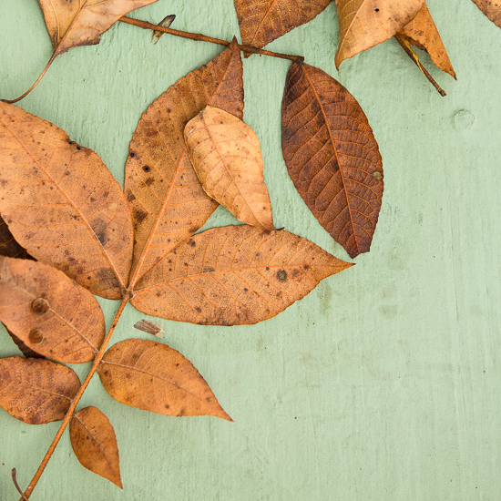 Fall Leaves