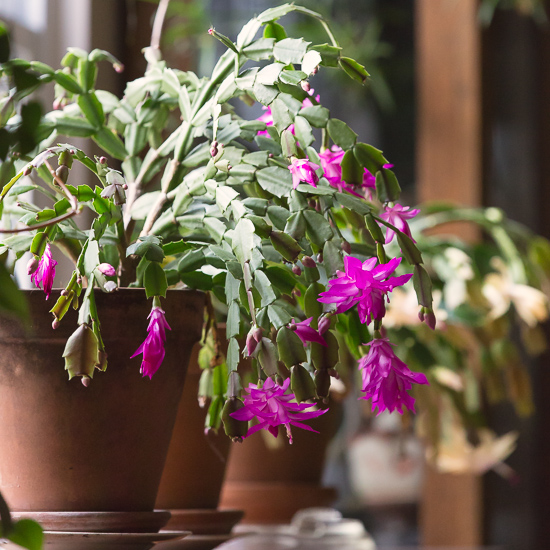 Christmas Cactus