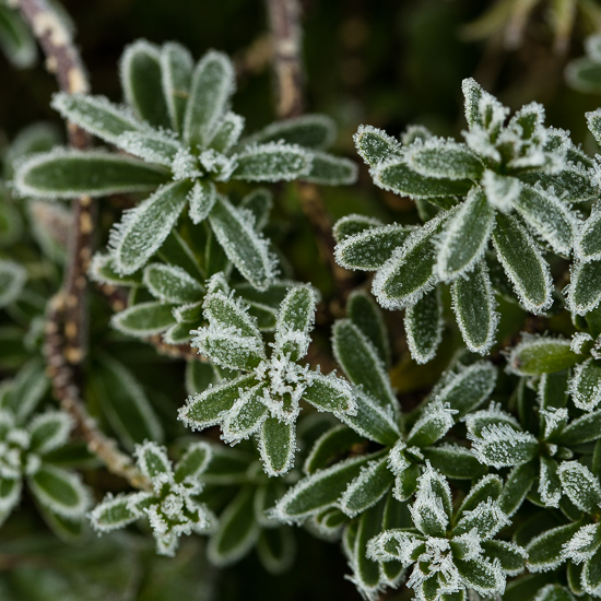 Frosty leaves