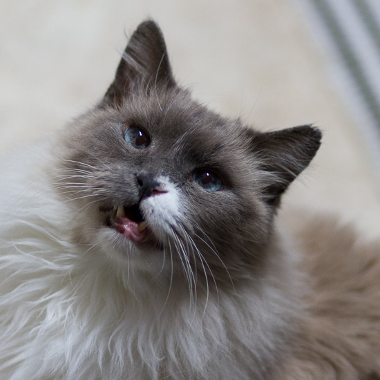 Ragdoll cat looking up!