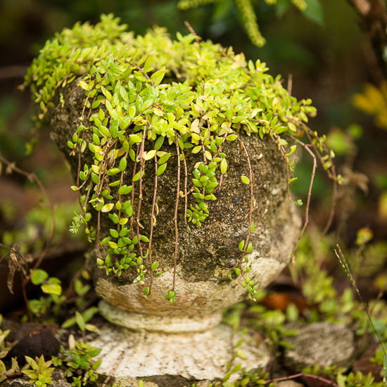 Crumbling urn with sedum