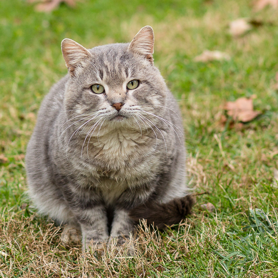 Gray Tabby Cat