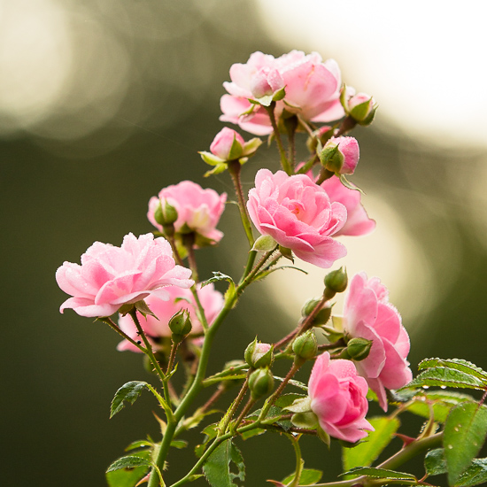 Pink Roses