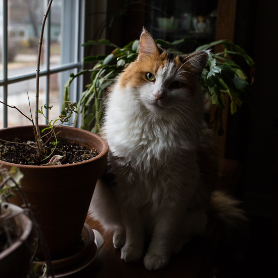 Calico cat at the window