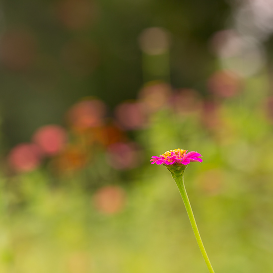 zinnias