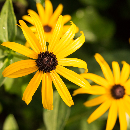 Black eyed susans