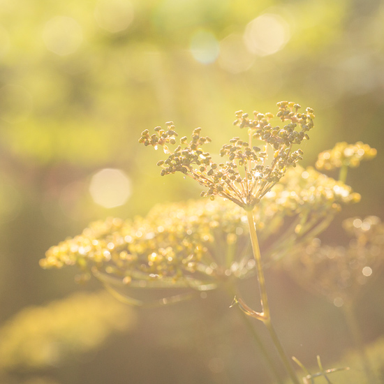 Fennel plant in the morning sun.