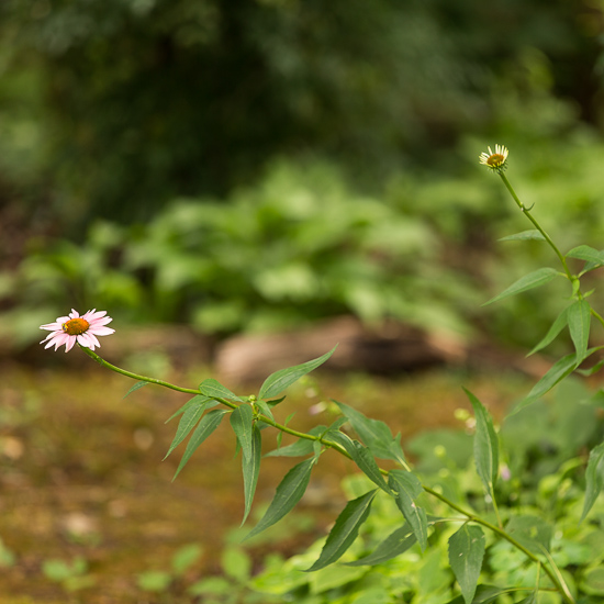 Purple Coneflowers