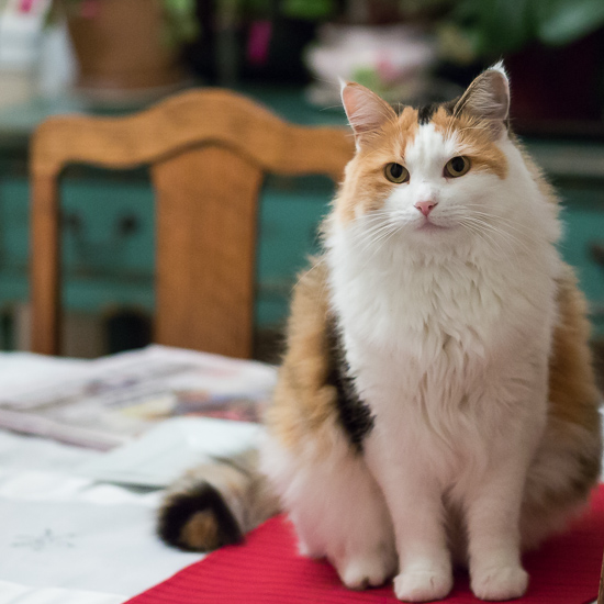 Calico cat