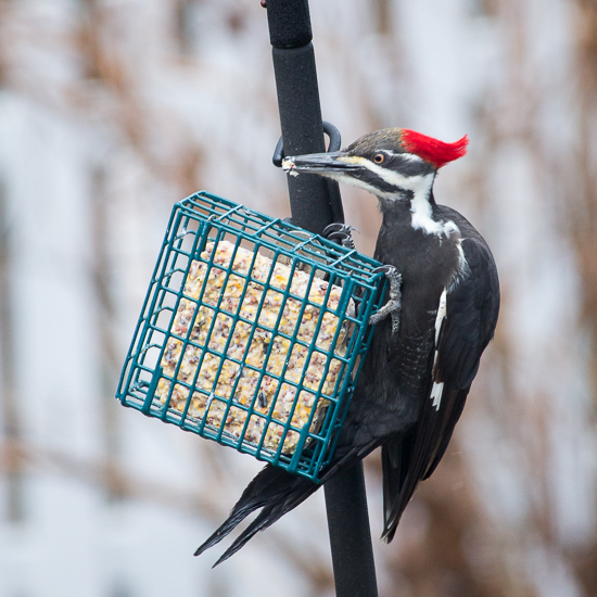 Pileated woodpecker