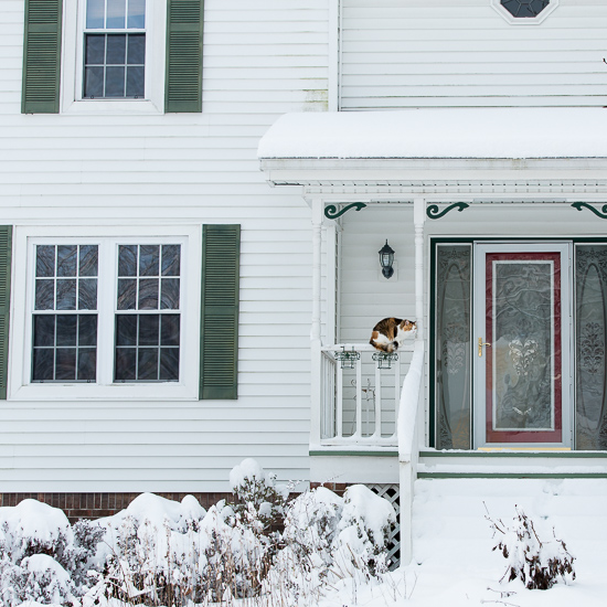 Cat on snowy front porch