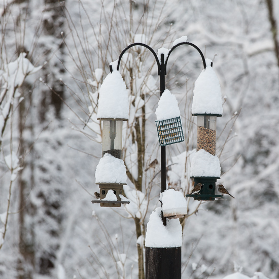 Snow on Bird Feeder