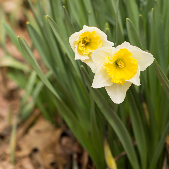 Daffodils