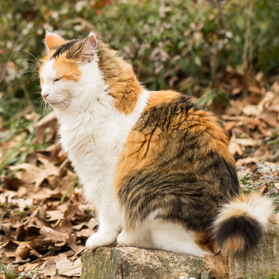 Coco kitty on a rock.