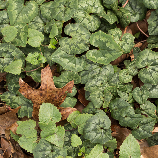 Hardy Cyclamen