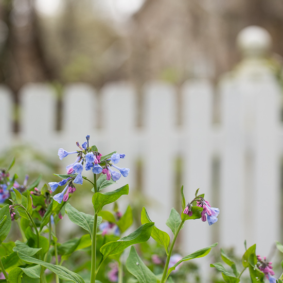 Virginia Bluebells