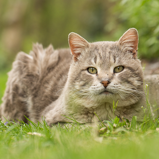 Gray Tabby Cat