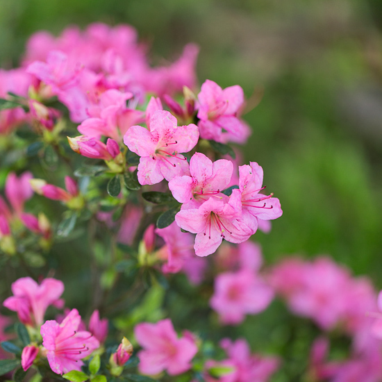 azaleas