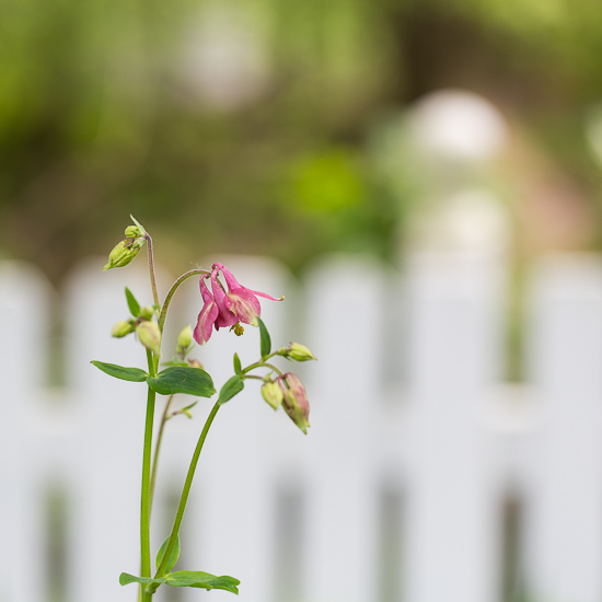 Columbine Flowers