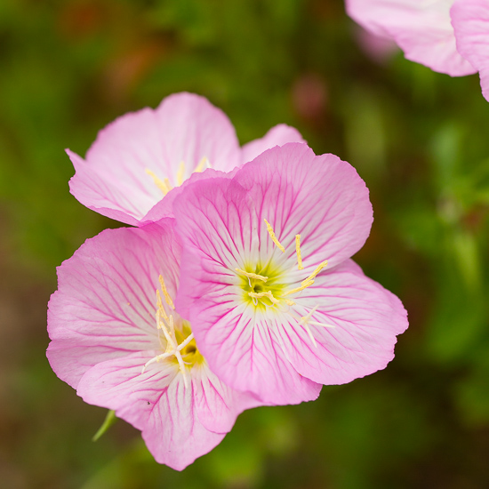 Pink Evening Primrose