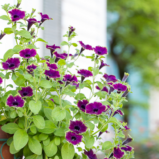 Supertunia Picasso in Burgundy