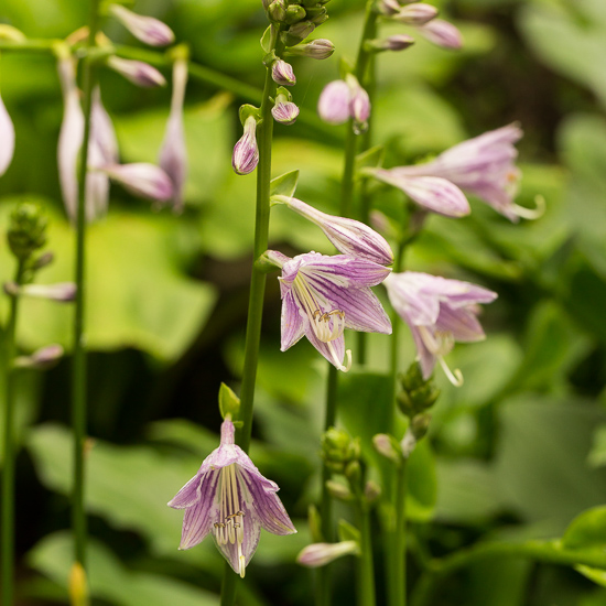 hosta