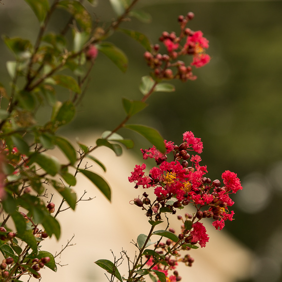 crepe myrtle