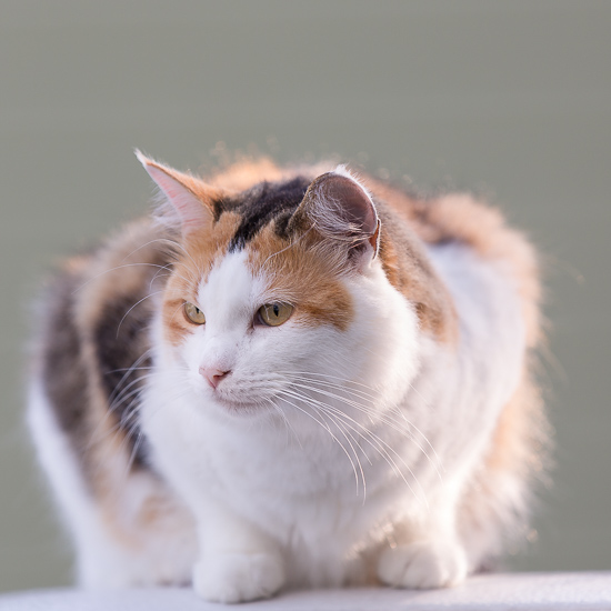 Calico Cat