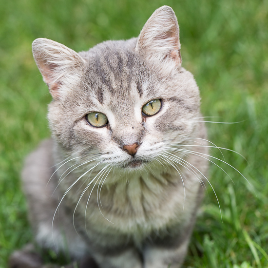 gray tabby