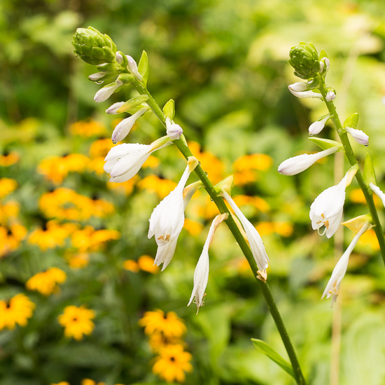 Hosta