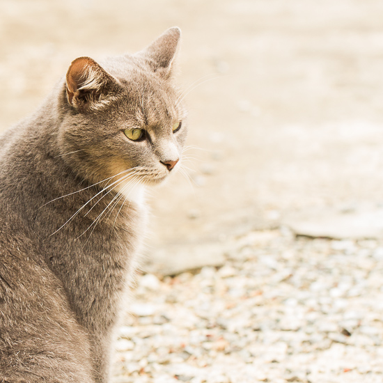 Gray tabby on gray sidewalk