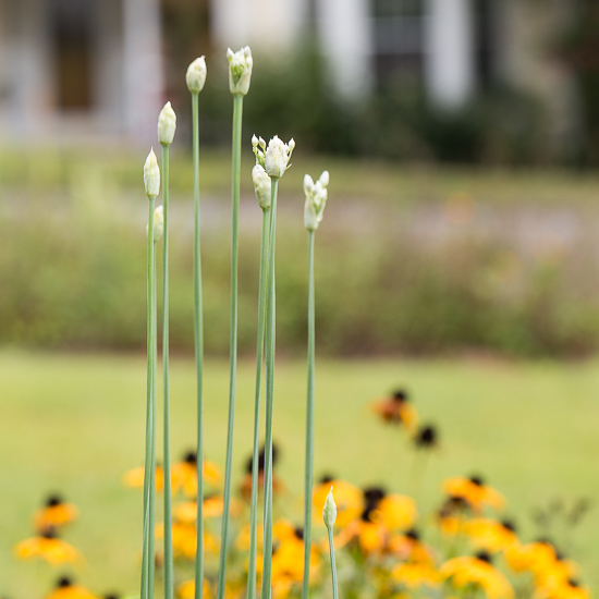 Garlic Chive Flowers