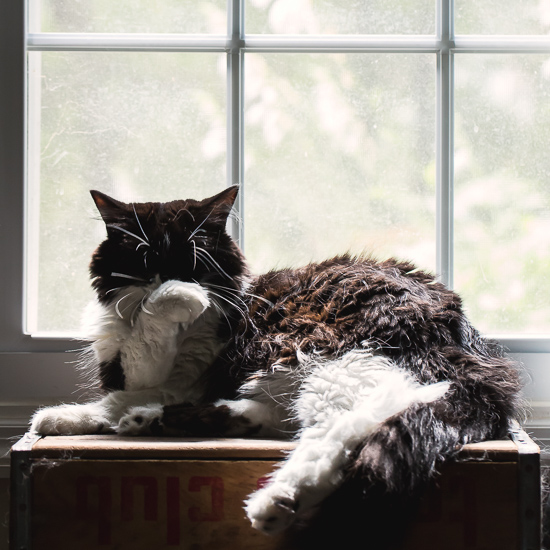 Patchouli at the window.