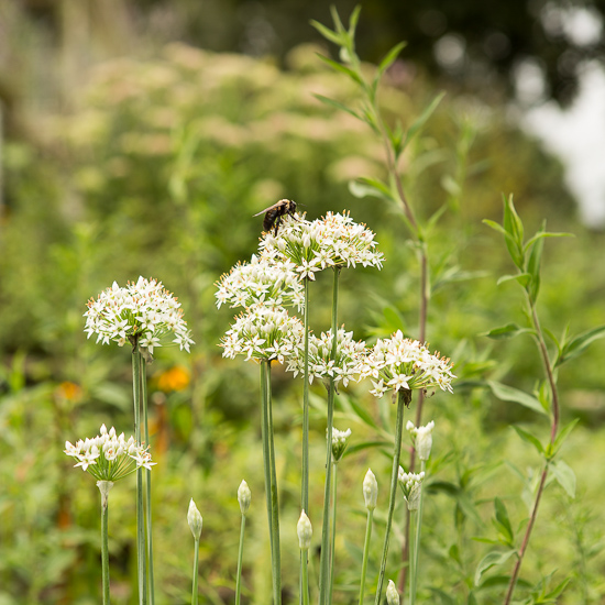 Garlic Chives with bee