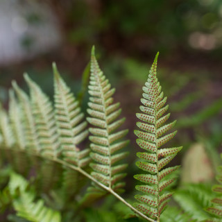 Fern with spores