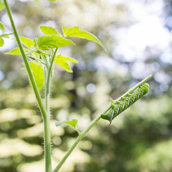 Tomato Hornworm