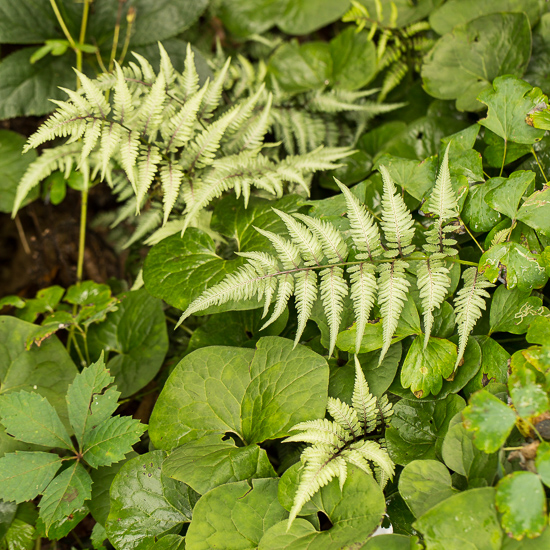 Ferns