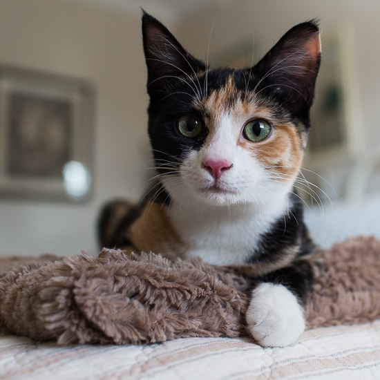 Calico kitten