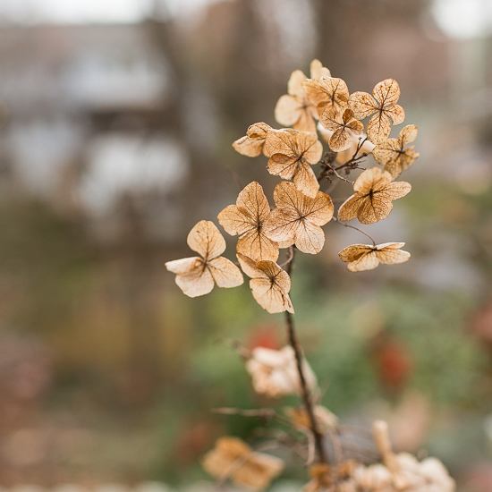 Oak leaf hydrangea