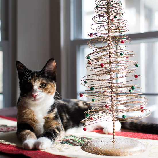 Luxie and her Christmas Tree.