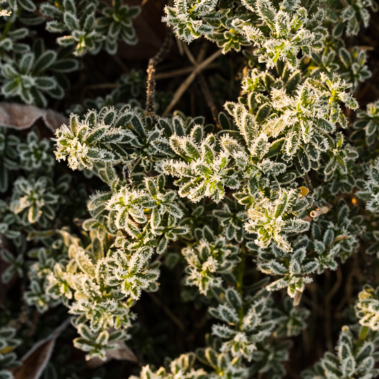 Frosty Candytuft