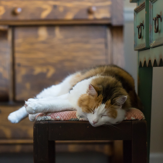 Calico cat sleeping